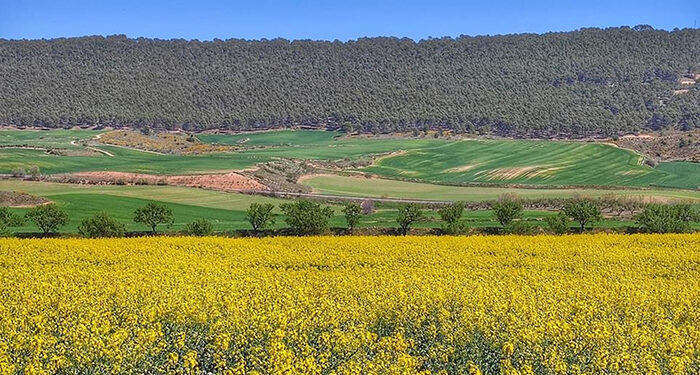 La Junta ingresa más de 28,5 millones de pagos de la PAC a profesionales de la agricultura y la ganadería en Guadalajara 1 La Junta ingresa más de 28,5 millones de pagos de la PAC a profesionales de la agricultura y la ganadería en Guadalajara