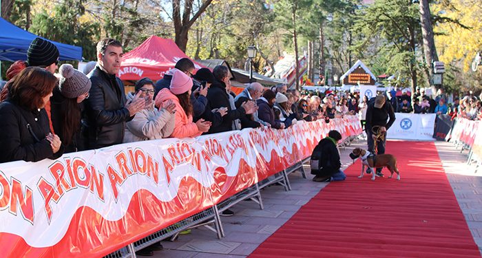 Los perros también celebran la Navidad en Guadalajara con el desfile perruno de La Camada 1 Los perros también celebran la Navidad en Guadalajara con el desfile perruno de La Camada
