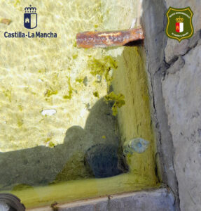 Agentes Medioambientales recuperan en Cuenca una tortuga de Florida, especie declarada exótica