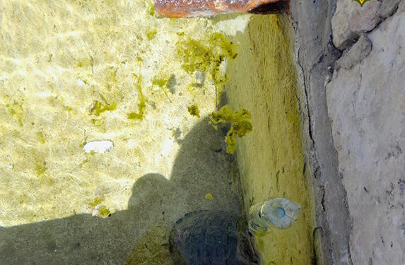 Agentes Medioambientales recuperan en Cuenca una tortuga de Florida, especie declarada exótica