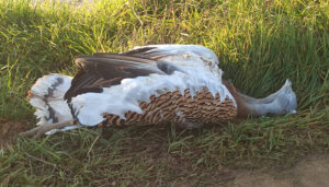 Encontrada una avutarda electrocutada en Mesones