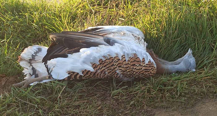 Encontrada una avutarda electrocutada en Mesones