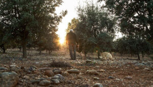 Los productores y comercializadores de trufa reconocen el valor añadido de la certificación PEFC