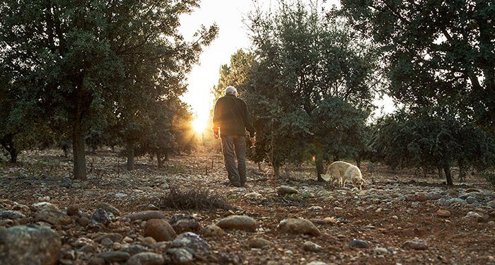 Los productores y comercializadores de trufa reconocen el valor añadido de la certificación PEFC 1 Los productores y comercializadores de trufa reconocen el valor añadido de la certificación PEFC