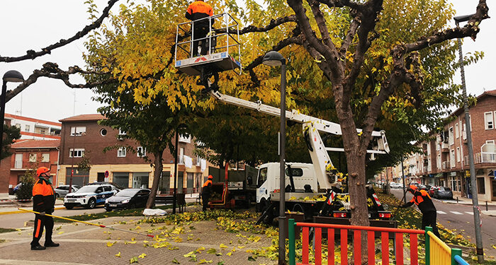 La campaña municipal de poda en Azuqueca tiene previsto actuar en 1.000 árboles 1 poda