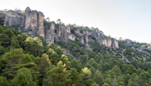 Proyecto pionero de gestión forestal en El Recuenco y El Pozuelo