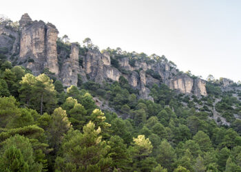 Proyecto pionero de gestión forestal en El Recuenco y El Pozuelo