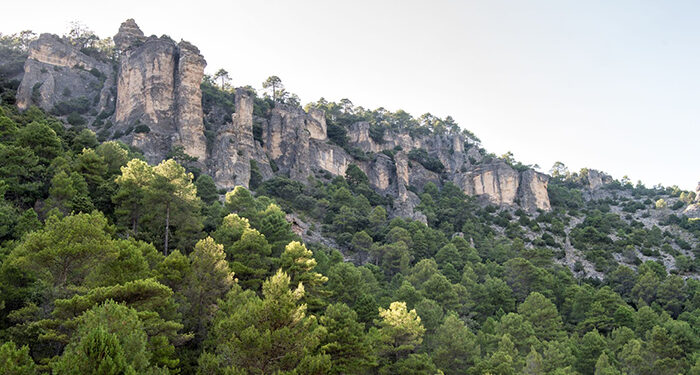 Proyecto pionero de gestión forestal en El Recuenco y El Pozuelo 1 Proyecto pionero de gestión forestal en El Recuenco y El Pozuelo