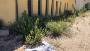 Solana “lo primero que hizo Chana como presidente de la Diputación fue suprimir un millón de euros para la Residencia de Beteta”