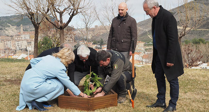Un esqueje de la higuera del poeta Miguel Hernández ya forma parte de los jardines del MUPA