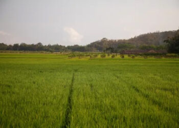 BASF e IRRI unen fuerzas para reducir la huella de carbono del arroz