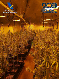 Cinco detenidos en El Casar tras desmantelar una plantación ‘indoor’ de marihuana