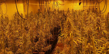Cinco detenidos en El Casar tras desmantelar una plantación ‘indoor’ de marihuana