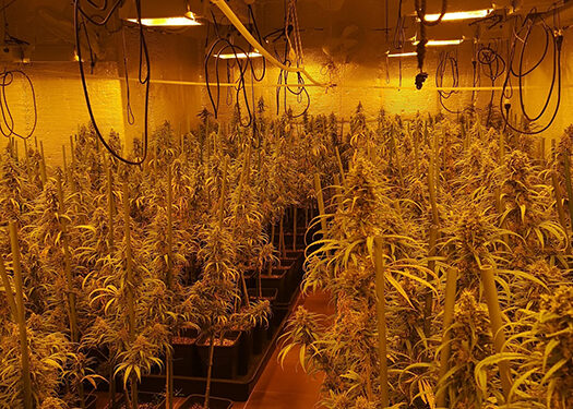 Cinco detenidos en El Casar tras desmantelar una plantación ‘indoor’ de marihuana 1 Cinco detenidos en El Casar tras desmantelar una plantación ‘indoor’ de marihuana