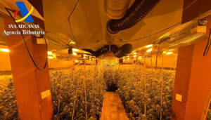 Cinco personas detenidas por plantar mucha marihuana en El Casar