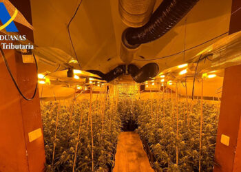 Cinco personas detenidas por plantar mucha marihuana en El Casar