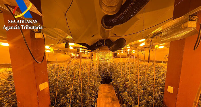 Cinco personas detenidas por plantar mucha marihuana en El Casar