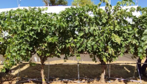 El Gobierno regional impulsa una investigación sobre el comportamiento en el uso del agua de 24 variedades de vid cultivadas en condiciones de sequía