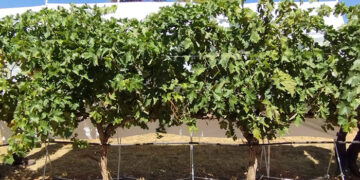 El Gobierno regional impulsa una investigación sobre el comportamiento en el uso del agua de 24 variedades de vid cultivadas en condiciones de sequía
