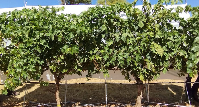 La Junta impulsa una investigación sobre el comportamiento en el uso del agua de 24 variedades de vid cultivadas en condiciones de sequía 1 El Gobierno regional impulsa una investigación sobre el comportamiento en el uso del agua de 24 variedades de vid cultivadas en condiciones de sequía
