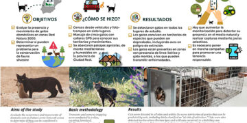 España suma evidencias de la amenaza de los gatos domésticos en el medio natural con un estudio en zonas Red Natura 2000