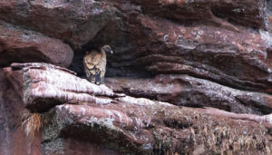 El potencial del ecoturismo en el Alto Tajo y todo  el Sistema Ibérico Sur llegará a FIO 2024,  la mayor feria ornitológica de España