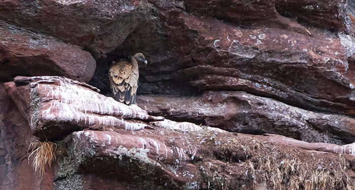 El potencial del ecoturismo en el Alto Tajo y todo el Sistema Ibérico Sur llegará a FIO 2024, la mayor feria ornitológica de España 1 El potencial del ecoturismo en el Alto Tajo y todo el Sistema Ibérico Sur llegará a FIO 2024, la mayor feria ornitológica de España