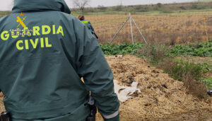 Investigado en Uceda el propietario de una explotación ganadera con multitud de animales muertos por falta de cuidado