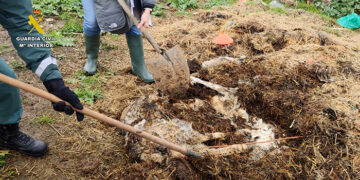 Investigado en Uceda el propietario de una explotación ganadera con multitud de animales muertos por falta de cuidado