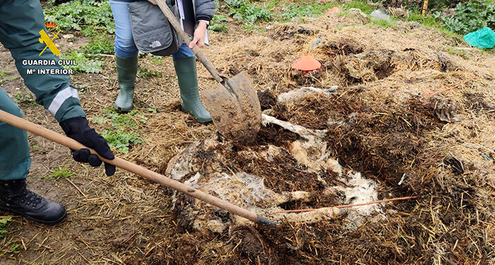 Investigado en Uceda el propietario de una explotación ganadera con multitud de animales muertos por falta de cuidado 1 Investigado en Uceda el propietario de una explotación ganadera con multitud de animales muertos por falta de cuidado