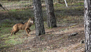 La Junta diseña un modelo de explotación conjunta entre la Serranía de Cuenca y otros espacios del Alto Tajo