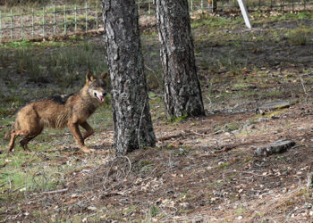 La Junta diseña un modelo de explotación conjunta entre la Serranía de Cuenca y otros espacios del Alto Tajo 1 La Junta diseña un modelo de explotación conjunta entre la Serranía de Cuenca y otros espacios del Alto Tajo
