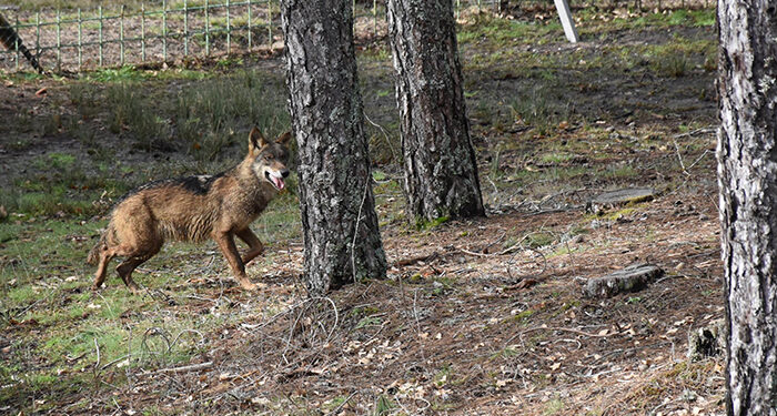 La Junta diseña un modelo de explotación conjunta entre la Serranía de Cuenca y otros espacios del Alto Tajo 1 La Junta diseña un modelo de explotación conjunta entre la Serranía de Cuenca y otros espacios del Alto Tajo