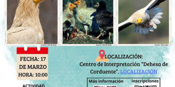 La Junta organiza una jornada de observación de alimoches durante su migración en el Parque Natural del Alto Tajo