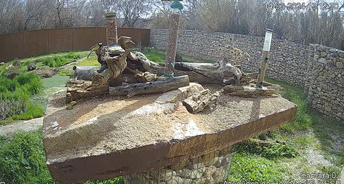 La Reserva Ornitológica de Azuqueca incorpora dos cámaras para la observación de aves