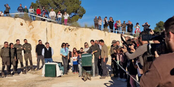 Primera suelta de linces ibéricos en el área de reintroducción ‘Campos de Hellín’ en la provincia de Albacete
