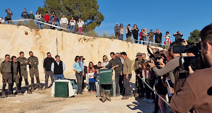 Primera suelta de linces ibéricos en el área de reintroducción ‘Campos de Hellín’ en la provincia de Albacete