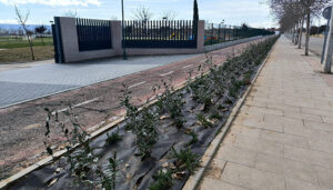 Sembrada una pantalla verde de arbustos para separar el carril bici del acerado, a la altura del Parque Elena de la Cruz de Cabanillas