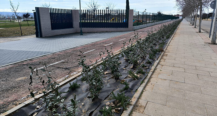 Sembrada una pantalla verde de arbustos para separar el carril bici del acerado, a la altura del Parque Elena de la Cruz de Cabanillas 1 Sembrada una pantalla verde de arbustos para separar el carril bici del acerado, a la altura del Parque Elena de la Cruz de Cabanillas