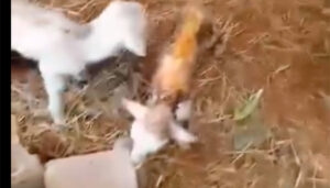 Un grupo de voluntarios solicita ayuda para que no mueran las ovejas de una granja abandonada en Uceda