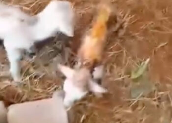 Un grupo de voluntarios solicita ayuda para que no mueran las ovejas de una granja abandonada en Uceda 6 Un grupo de voluntarios solicita ayuda para que no mueran las ovejas de una granja abandonada en Uceda