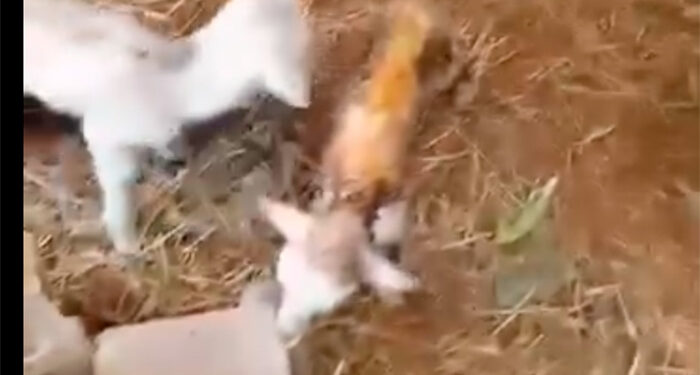 Un grupo de voluntarios solicita ayuda para que no mueran las ovejas de una granja abandonada en Uceda