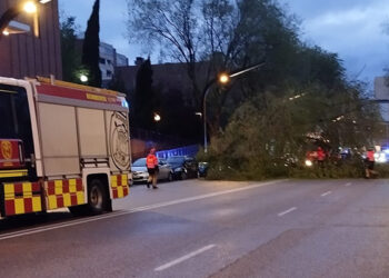 Cae un árbol de grandes dimensiones sobre tres vehículos en la calle Toledo 8 Cae un árbol de grandes dimensiones sobre tres vehículos en la calle Toledo
