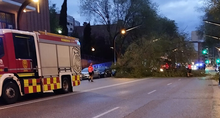 Cae un árbol de grandes dimensiones sobre tres vehículos en la calle Toledo