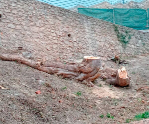 Destrucción de árboles en el casco antiguo de Cuenca
