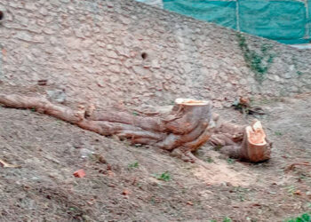 Destrucción de árboles en el casco antiguo de Cuenca