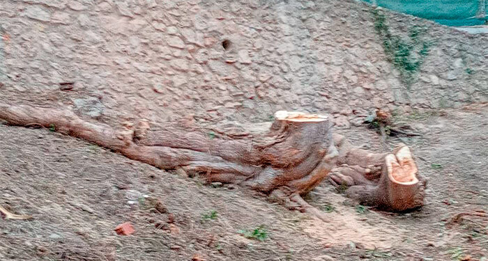 Destrucción de árboles en el casco antiguo de Cuenca