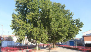 El Ayuntamiento de Cabanillas encarga un completo estudio del arbolado urbano