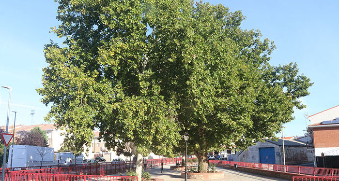 El Ayuntamiento de Cabanillas encarga un completo estudio del arbolado urbano 1 El Ayuntamiento de Cabanillas encarga un completo estudio del arbolado urbano
