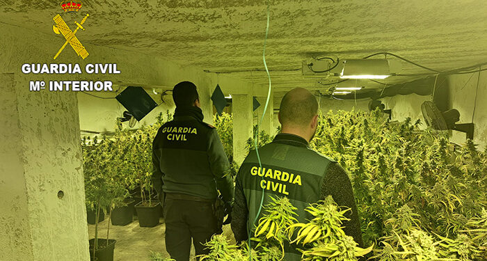En Villanueva de la Jara y Vara del Rey habrá menos marihuana esta Semana Santa: la cultivaban en una nave champiñonera 1 En Villanueva de la Jara y Vara del Rey habrá menos marihuana esta Semana Santa